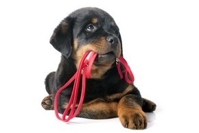 portrait of a purebred puppy rottweiler with leash in front of white background
