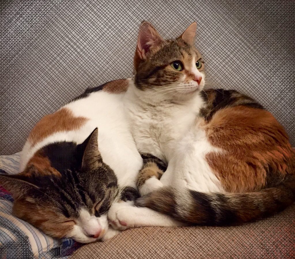 Cuti
