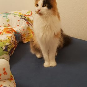 Kohl