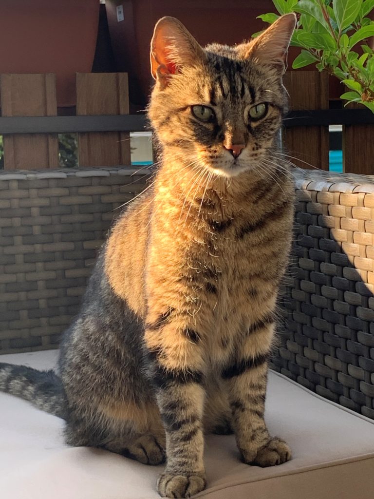 Vincent