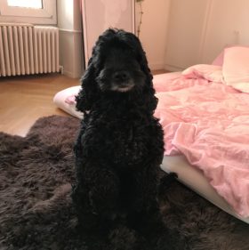 Dieter
