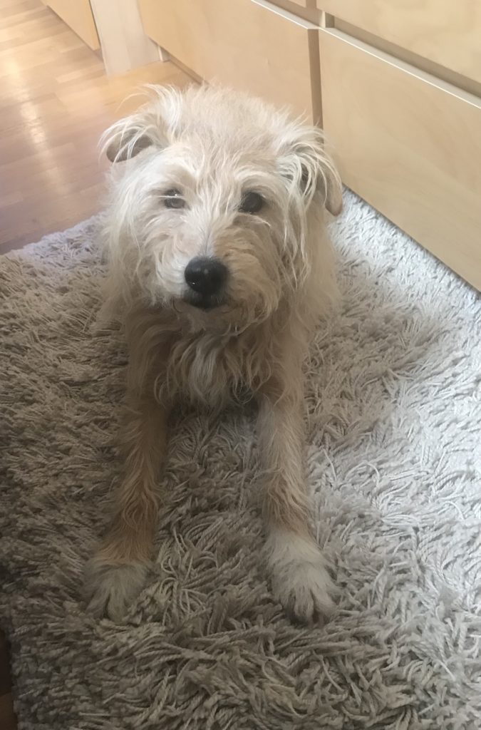 Piper
