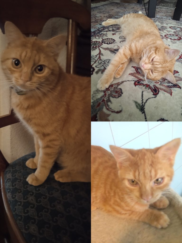 Ali