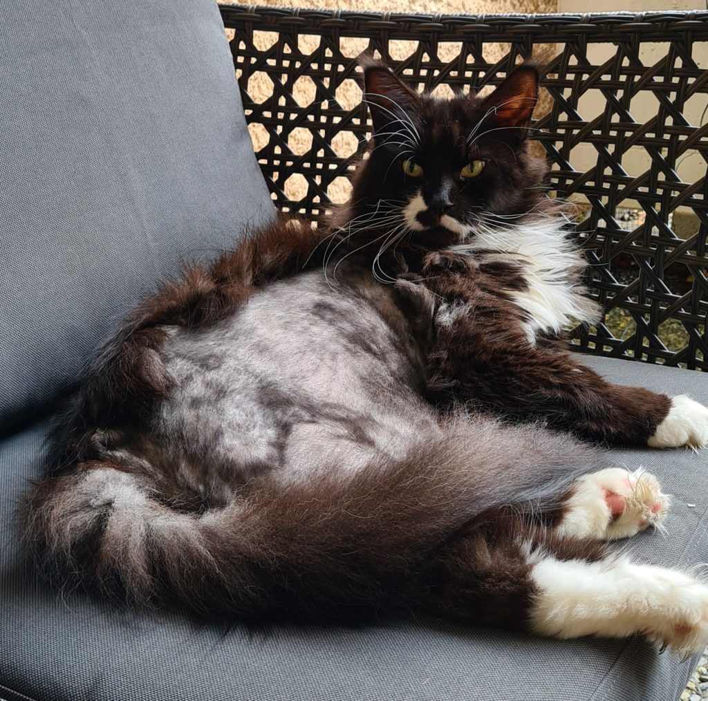 Michèle